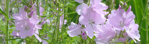 griekse malva