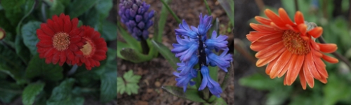 keukenhof 2012 klein